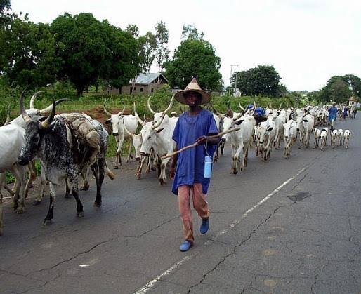 OYRLEA Seizes 18 Cows Roaming Lagos-Ibadan Expressway in Oyo